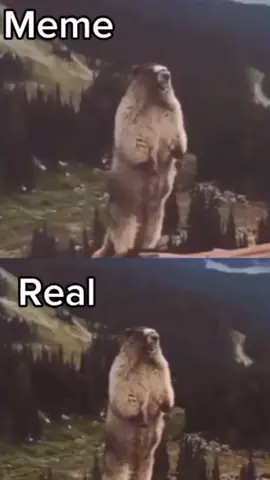 Normal Voice 😌 credits: @DennyPecker  #meme #fyp #viral #superidol #capibara #voice #normal 