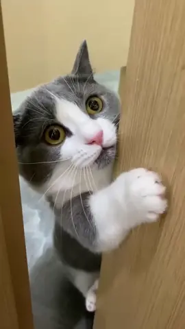 Cat’s reaction to being startled#😂😂 #crazy #haha #cat #funny #acute #catlover 