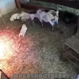 #fypシ #fypシ゚viral #dogvsgoat #fypシ゚viral @EGTmigsxxvr @Toast @𒉭 