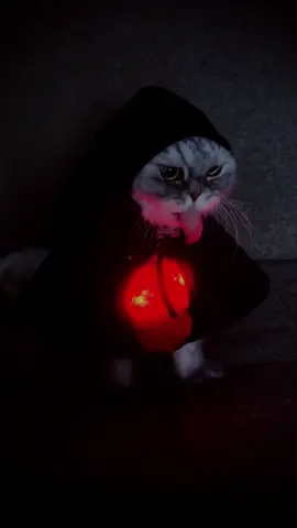#กระสือ #halloween #สัตว์เลี้ยง #แมว 👻🎃😻