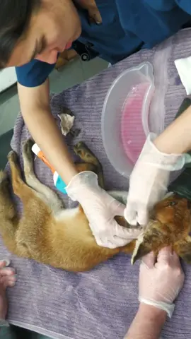 They rescue the fox and tamed it into a loyal pet.#rescue #rescueanimals #animals #animalsoftiktok #fox #foxvideo #wildlife #wildanimals