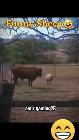 so cute funny sheep video 🤣 #sheep #cute  #fun #funny  #comedia  #viralfyp  #laugh #videos  #viralvideos  #funnyvideos 