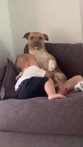 Funny stories about babies and  dogs😘😘#usa🇺🇸 #dog #baby #Love #bestfriend #dogsoftiktok 