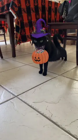 Halloween cats😈🎃🎃 #cat #funny #foryou #fyp #foryoupage #catlover #catsoftiktok #catsoftiktok #funnyvideos #cats #funnycat #titokcat #pets #kitten #usa🇺🇸 #cute 