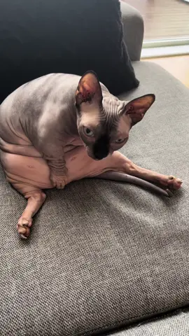 Chimken 🐾.                                    #sphynx #sphynxcat #sphynxoftiktok #catvideo #bambinosphynx #nalathebambino #foryoupagе 