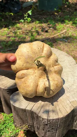 Bengkoang jumbo 1.4 kg 