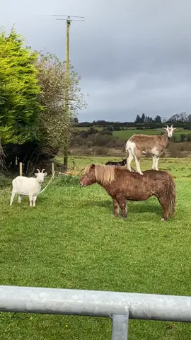 If this is how the day starts!!🫏🐐🫣😅 #cirquedusoleil #donkeyoftiktok #goatsoftiktok #happymonday #funny #gymnastics 