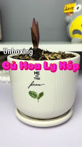 Cho em hỏi là giờ trồng ly có hoa kịp tết không ạ? 🥹  #tet #hoalykep #xhhhhhhhhhhhhhhhhhhhhhhh #trend 