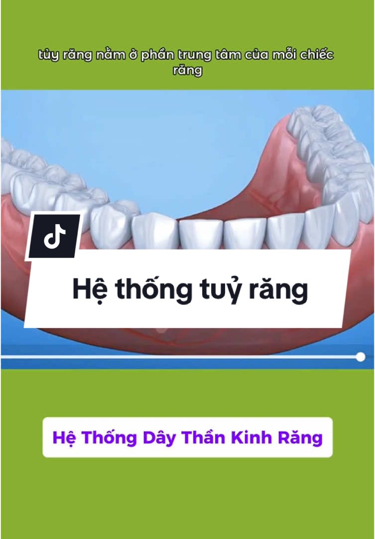 Hệ thống tuỷ răng người.  #antoannhakhoa #LearnOnTikTok #rang #nhakhoa 