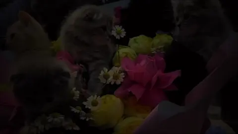 Fvv video ❤️😭💐#HINA #hiina 