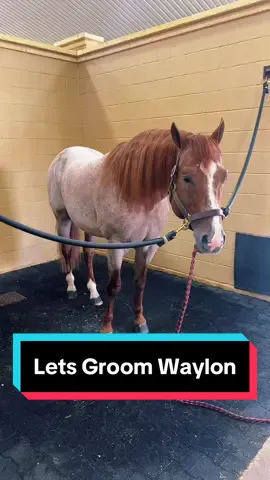Lets groom Waylon❤️ #vscodered #stallionsoftiktok #horsegrooming #aqhastallion 