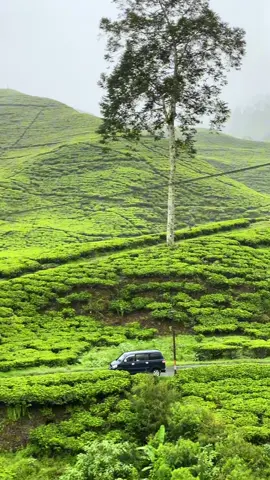 Aku, kamu dan ciwidey kala hujan 