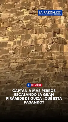 #Tendencias | Un peculiar fenómeno ha captado la atención en redes: una manada de perros ha sido vista escalando la Gran Pirámide de Guiza, en Egipto. El primer avistamiento fue registrado por un parapentista que grabó a un perro en la cima de la pirámide; días después, más perros se unieron a esta inesperada “expedición”, convirtiéndose en una tendencia en redes y generando asombro entre internautas y visitantes.