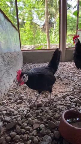 White-Face Black Spanish Chicken😍#fyp #foryoupage #fypシ #chicken 