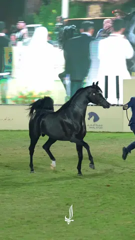 #ادهم_صارم 😍🖤         #بطولة_الانتاج_المحلي #خيل #arabianhorse #horse 
