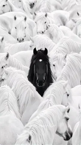 Horse Life #horse #horses #nature #animals #beautiful #naturevibes 