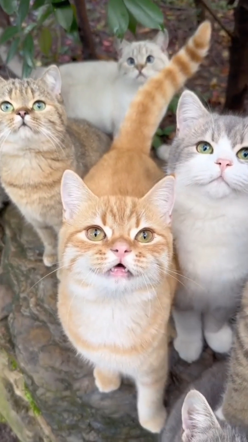 Let's go to Japan 😍 || #catsoftiktok #catlover #cute #kawaii #catisland #japan 