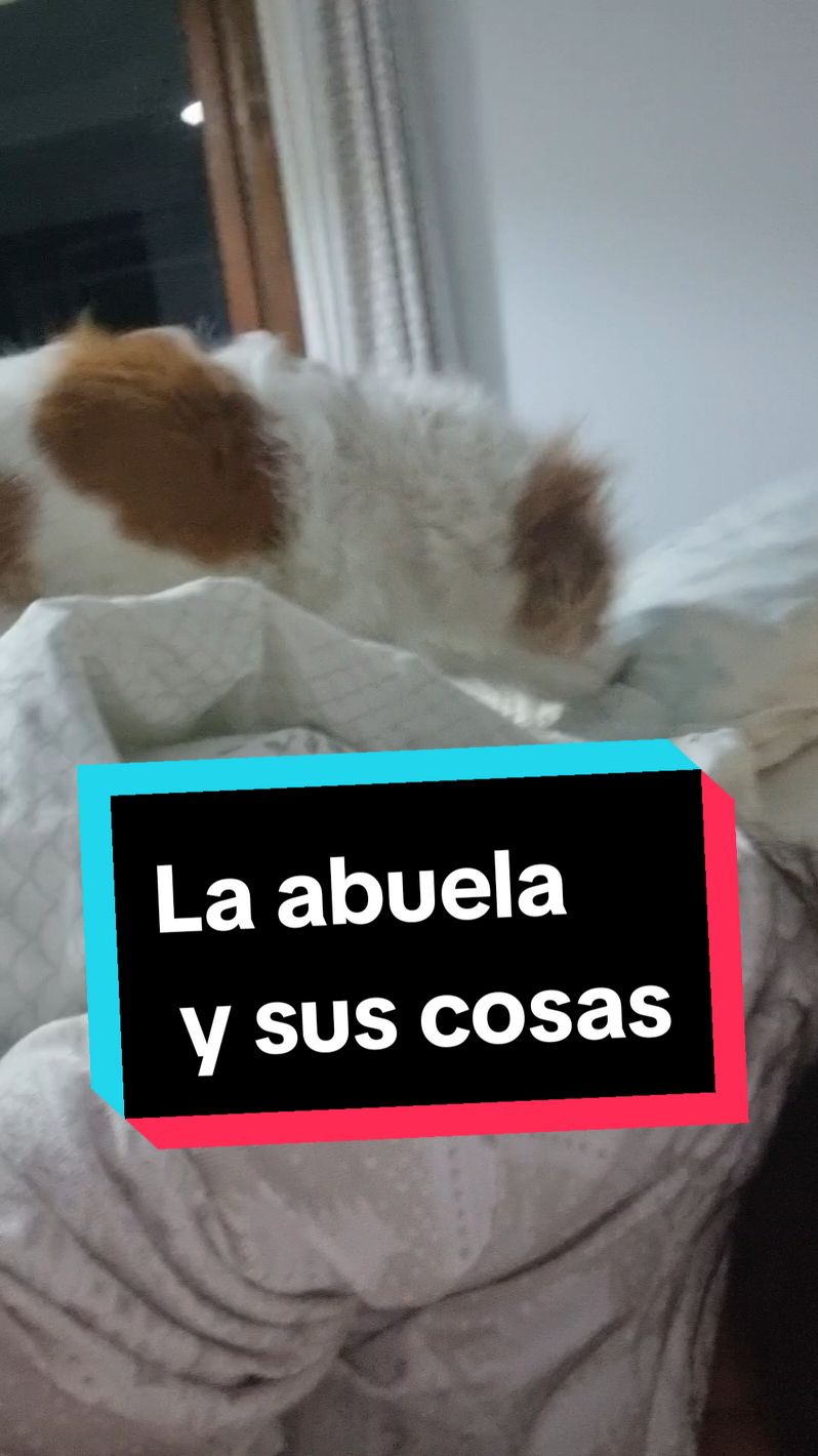 Me la imagino mascullando entre dientes toda la retahíla 🤣 #wilma #perraanciana #cosasdeancianas #perro #perros #cama #gracioso 
