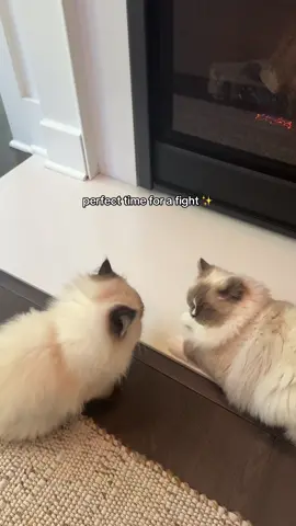 🫠 #ragdoll #ragdollcat #kitten #ragdollkitten #kittensoftiktok #biscuitandmuffin 