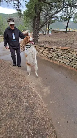 Walking your dog just got easier when you have the Dexter model! #doglifestyle #funnypuppy ##funnydogs 