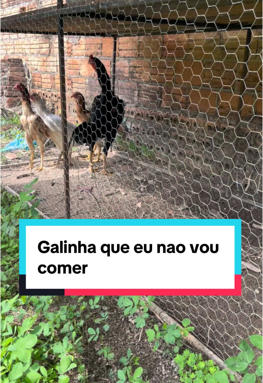 “Começando um novo projeto no quintal: nosso galinheiro! Vamos acompanhar cada etapa dessa construção e o crescimento das futuras moradoras. Vem comigo nessa aventura no campo dentro de casa!”#galinha #quintal #galo #galinheiro #inicio 