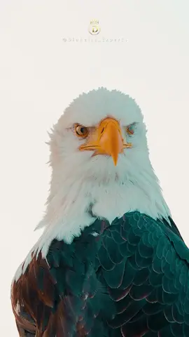 Seja como a águia 🦅  • Águias renascem após enfrentar uma jornada dolorosa. Assim como elas, precisamos deixar para trás o que nos limita para alcançarmos o nosso verdadeiro potencial. Está pronto para sua transformação? • Dinheiro Experts é um projeto que deseja inspirar e melhorar a vida das pessoas, por isso, se você deseja se juntar à nossa família. Siga-nos.       • #TransformaçãoPessoal #DinheiroExperts #ForçaInterior #Renascimento #Crescimento