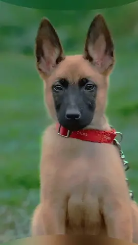 #k9 #trending #dogstraining #dogsoftiktok #k9softiktok #tacticaldogs #tactical #belgianmalinois 
