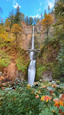 The beautiful Multnomah Falls in autumn ✨ #oregoncheck #waterfall #naturetok 