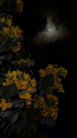 اور پھر تم جیسا عزیز ہم نے کسی کو رکھا ہی نہیں ہے۔🖤🥀 #foryou #viralvideo #aikarielbees #naturevibes #tiktokpakistan #asthectic #trending @soes_thetic 