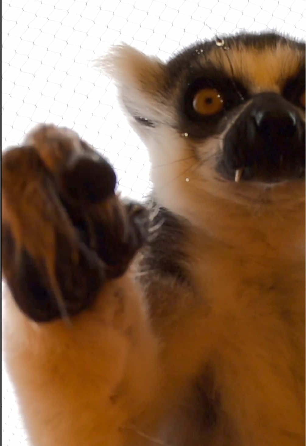 PSL pumpkin spice lemurs  #psl #lemur #animal #pumpkin 