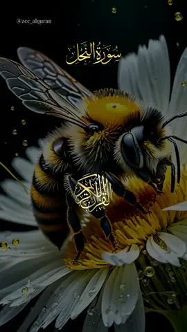 #راحةنفسية #القران_الكريم  #trending #foryoupage #fyp #viralvideo #viraltiktok #viral 