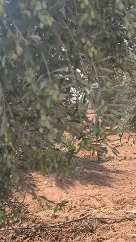 زيتون صنف شملال