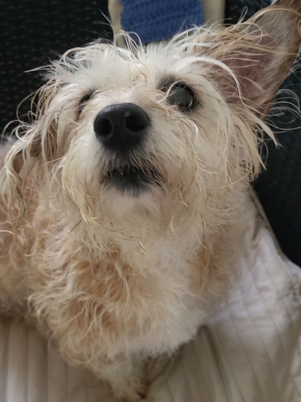 creo que si aprobó #😅🤭  #chispita #perritatiktokera #funny #humor  #examendemanejo #PetsOfTikTok #paratiiiiiiiiiiiiiiiiiiiiiiiiiiiiiii #🚗💨 