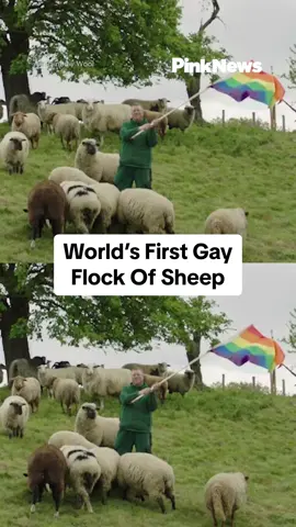 This gay farmer is raising the world’s first flock of gay sheep on his farm in Germany.  51-year-old Michael Stücke has a herd of 21 gay rams on his farm and here’s why…  #sheep #farming #gay #lgbtq🏳️‍🌈 #rams #Adoteumhabitinho 