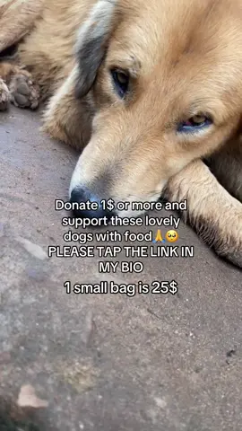 Please support these lovely dogs with some food🙏. No donation is small, please donate any thing you can small or big🙏❤️. #dogs #henrylovesdogs #dogsoftiktok #doglover #dogtok #doglove #dogmom #puppylove #puppylover #momdog #puppies #puppycheck #shelter #shelterdog #2024 #animalworld #animal #animalsoftiktok #animallover #animalrescue 
