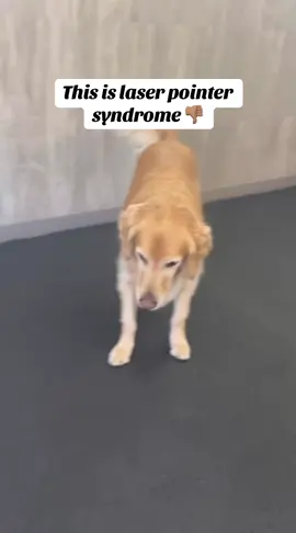 #dogsoftiktok #dogs #goldenretriever #doggiedaycare #laserpointersyndrome #training #fyp #canine 