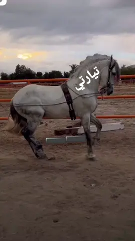 #تحياتي_لجميع_المشاهدين_والمتابعين #عشاق #لخيل_عشق_لاينتهي🐎 #تيارتي_و_نموووت_عليكم___قانون 