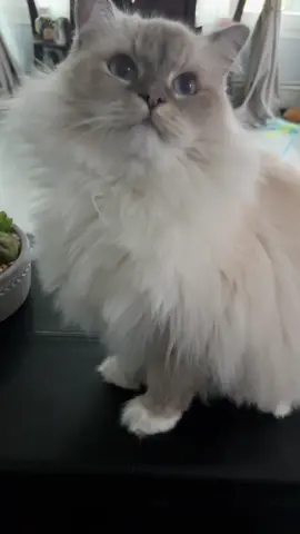 old vid from the depths of my drafts lol #neuvillette#neuvillettegenshinimpact#GenshinImpact#hoyocreators#genshinimpctcosplay#cosplayer#cosplaymakeup#fontaine#neuvillettecosplay#furina