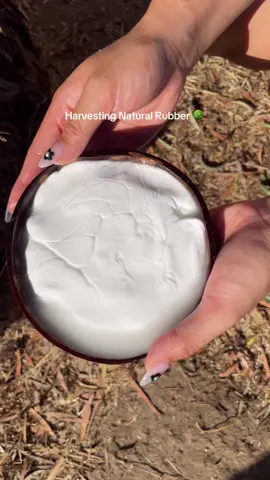 Rubber tree harvest 🤝 overactivated slime #ASMR #slime #satisfying #oddlysatisfying #rubber #natureASMR 
