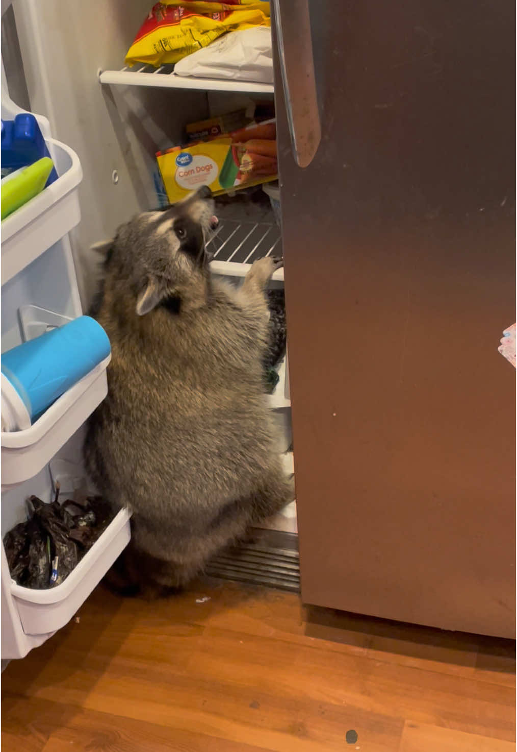 Raiding the fridge is exactly the reason he cant fit in it anymore. At least he chose a healthy snack 🤣 #raccoonsoftiktok #animalsoftiktok #PetsOfTikTok #raccoons #cutepets #adorable #fyp #raccoonlife #babyanimals #cuteraccoons #petraccoon #kizertheraccoon #trashpanda 