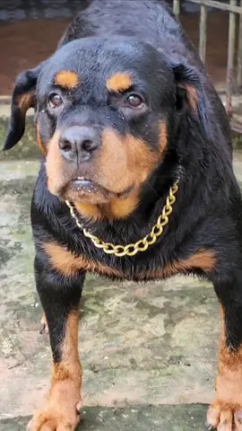 Angry Rottweiler barking sound #rottweiler #angrypuppy #angrydog #funny #puppy #gedespi7