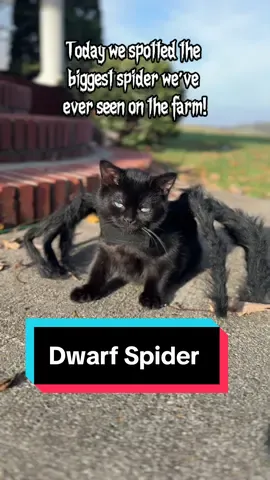 He didnt know whether he should feel tough or attack himself 🤣 #dwarfcat #tuesdaythedwarfcat #cat #cats #catsoftiktok #cattok #catlover #funnycat #halloweencat 
