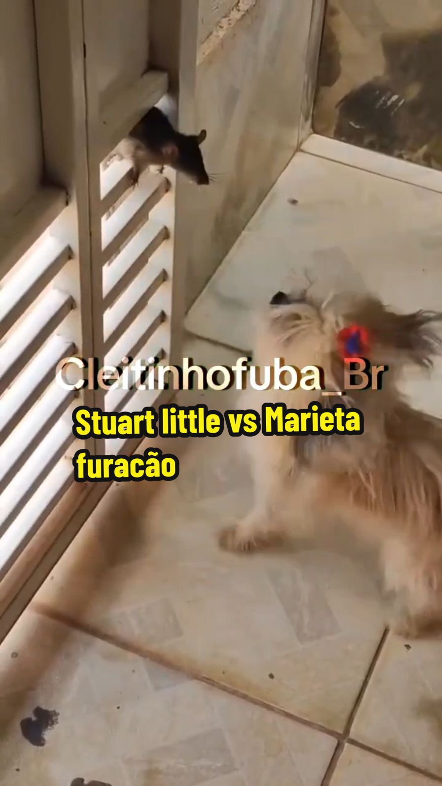 Briga entre cachorro e rato #cachorro #animais #pet #animaisnotiktok #pets #funnyvideos #fyp 
