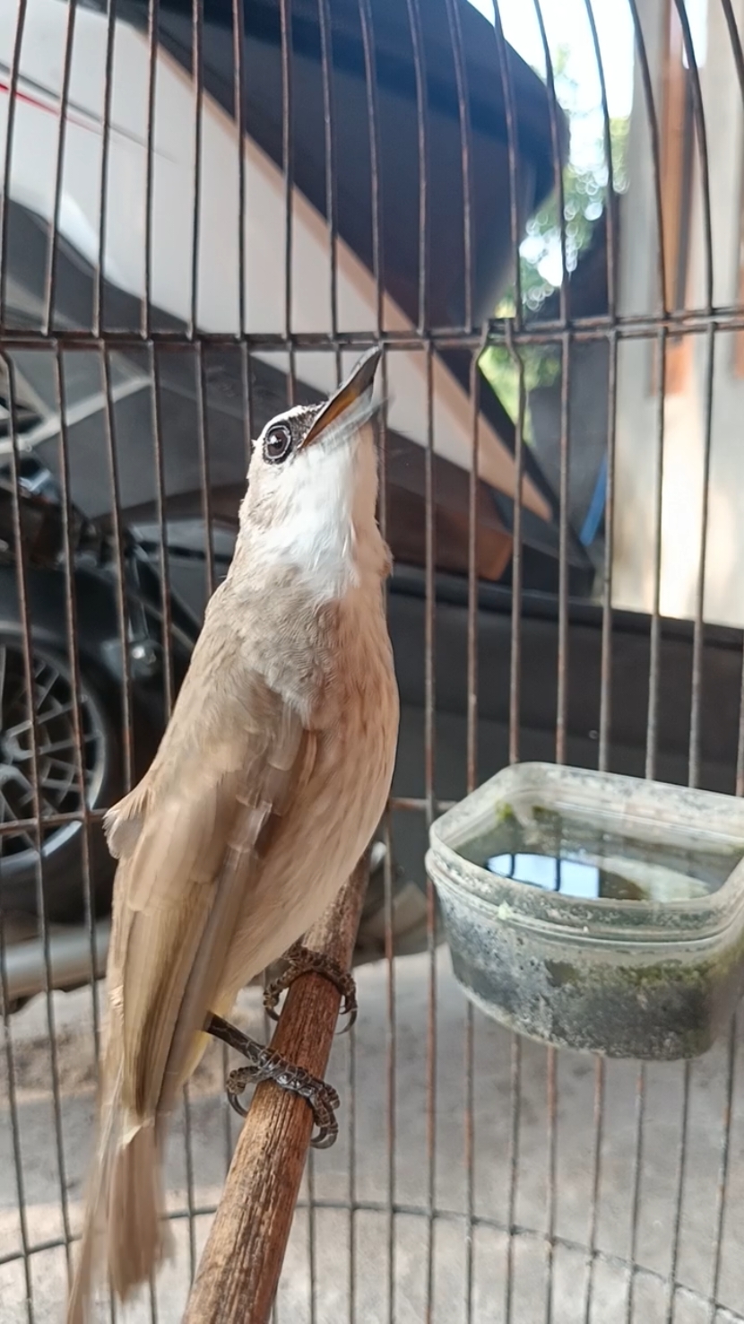 kicau burung trucukan gacor. follow aja buat pancingan yang lainya bosku vitamin cek profil #trucukan #trucuk #trucukangacor #trucukgacor #trucukangaruda #fyp #fypシ 