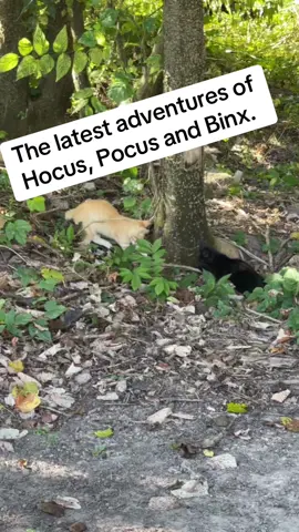 #catsoftiktok #kittensoftiktok #Outdoors 