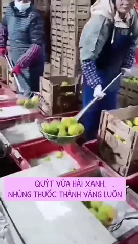 QUÝT NHÚNG THUỐC BẢO QUẢN #trend #xuhuong #antoanthucpham #quyt 