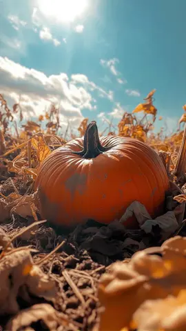 Yall loved the first pumpkin so here's Halloween Live Wallpaper #2 GRAB IT! #livewallpaper #halloween #iphonewallpaper #androidwallpaper #4k #ai #klingai