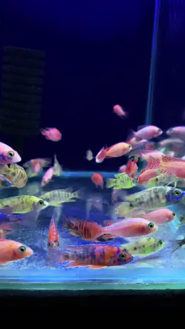 #happyfishkeeping #africancichlidaquarium 