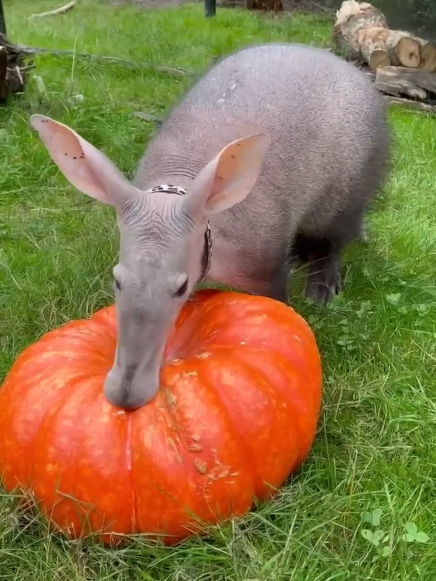 Here’s a throwback of Tilli the aardvark using her amazing sniffer while inspecting keeper Brynn’s homegrown, 53-pound Cinderella pumpkin! Tilli’s care team punctured holes in the giant pumpkin and filled it with yogurt for a special treat. 📹: Keeper Alex #aardvark #enrichment #zoo