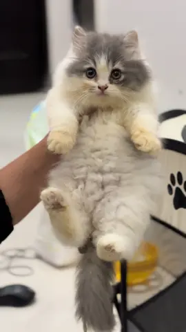 Lucu 😂😂😂 panik gaes si ucu 🤣 #ponorogo24jam #reogponorogo #catslovers #catsoftiktok #catpersian #kucingtiktok #kucinglucu #reogponorogo 